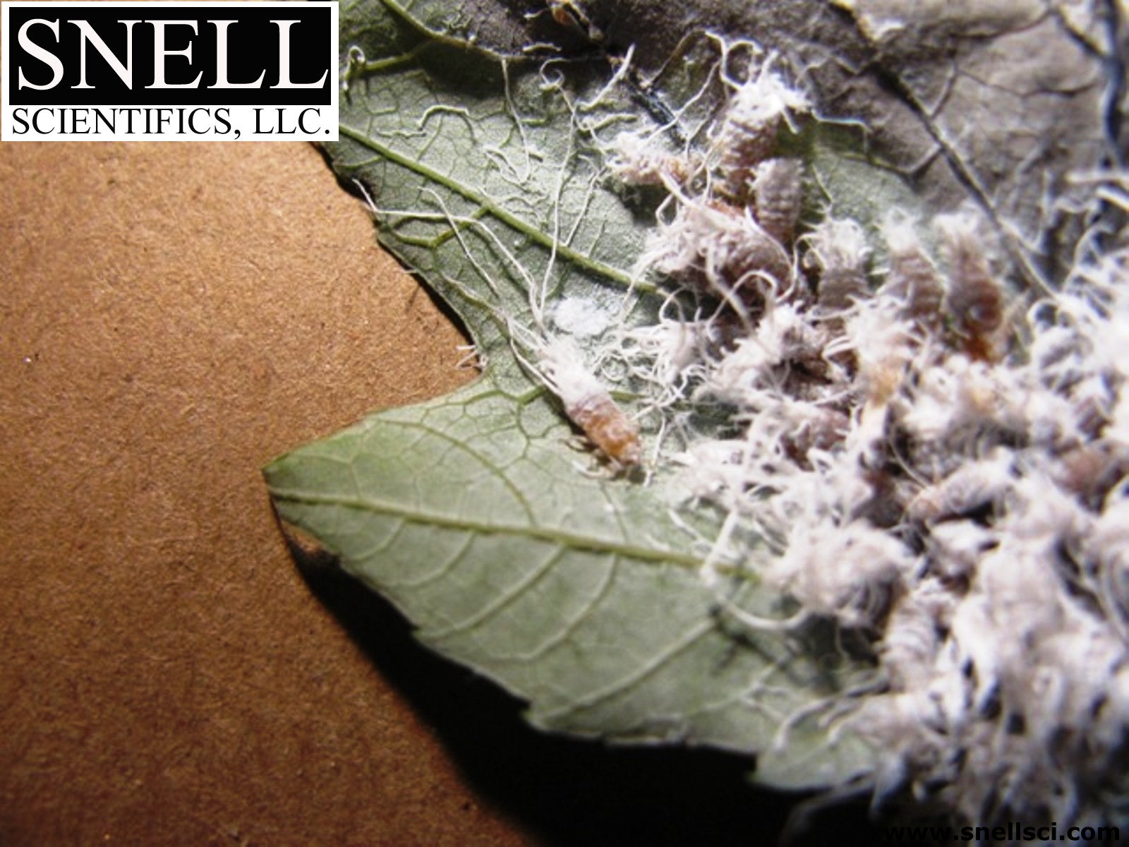 Pesticide-Testing-On-Aphids