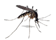 Area Wide Repellency