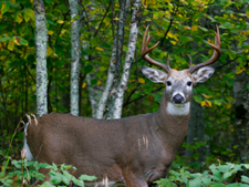 Wildlife Testing
