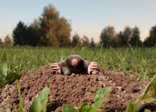 Mole
