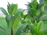 Peppermint