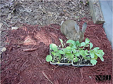 Rabbit