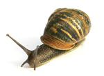 Slug Snail Testing