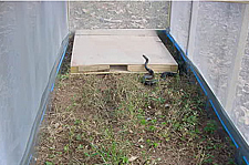 Snake