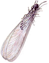 Termite Testing
