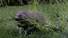 Groundhog