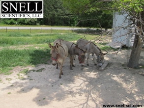 donkeys