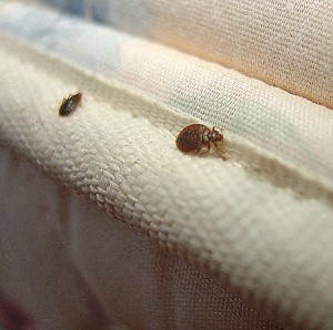 Bedbug Infestation Prevention